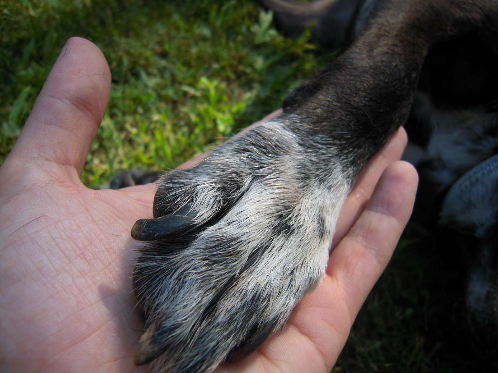 Una zampa nella mano di un volontario
